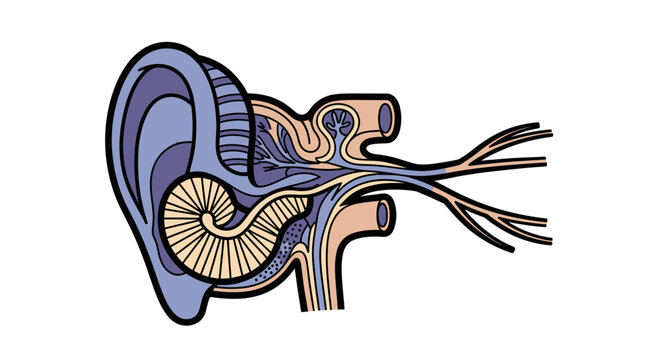 Anatomical Illustration of the Human Ear Structure