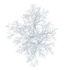 Obraz premium Betula platyphylla tree plan, top view, cutout, transparent background, isolate, Delicate Branch Structure, Close-Up, Intricate Network of Natural Lines, Detailed Texture