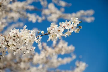 Blooming cherry plum tree in the spring garden. Blue sky and white flowers. Spring atmospheric background in sunlight. The concept of awakening nature, tenderness, romance. Bottom view. Spring design © Anna Pismenskova