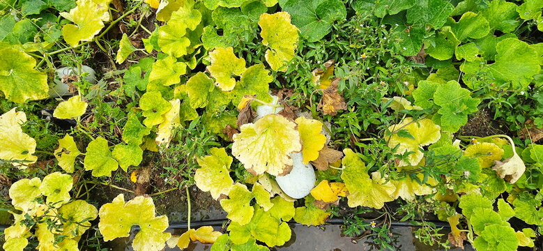 Benincasa hispida is growing in the garden. Some plants have yellow leaves due to nutrient deficiency (leaves appear pale yellow throughout) or overwatering (waterlogged roots). Cucurbitaceae fruit
