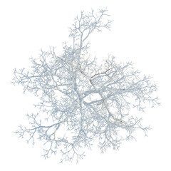 Fototapeta premium Fraxinus chinensis tree plan, top view, cutout, transparent background, isolate, Detailed close-up of intricate tree branch structure, natural pattern, detailed texture