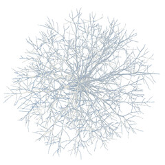 Obraz premium Metasequoia glyptostroboides tree plan, top view, cutout, transparent background, isolate, Delicate Coral Branch Close-Up, Macro Photography, Underwater Texture, Natural Detail