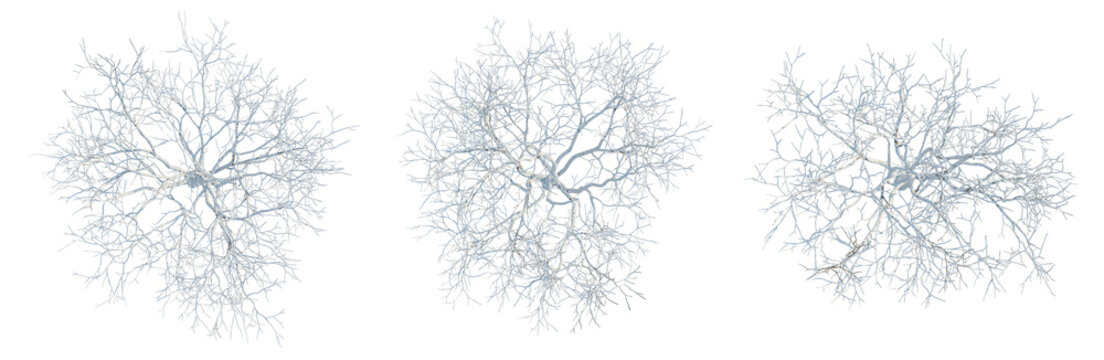 Melia azedarach tree plan, top view, cutout, transparent background, isolate, Detailed network of plant roots and veins, intricate branching pattern, scientific illustration, png format