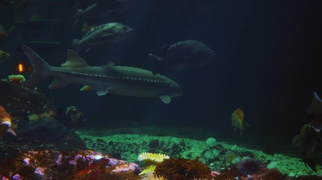A close up shot of a&nbsp;Pacu&nbsp;fish swimming in a dimly lit aquarium. The video highlights the unique, human like teeth of the fish, which are used to crush nuts and seeds.