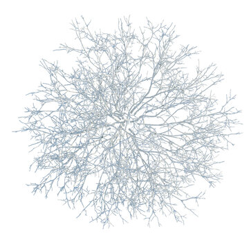Shrub glauca tree plan, top view, cutout, transparent background, isolate, Detailed macro image of intricate coral reef structure, fascinating underwater marine life, png