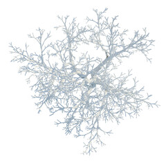 Fototapeta premium Ulmus pumila tree plan, top view, cutout, transparent background, isolate, Delicate Tree Branches with Fine Details, Nature Macro Photography, Detailed Foliage