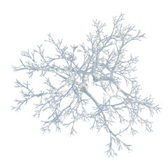 Fototapeta premium Ulmus pumila tree plan, top view, cutout, transparent background, isolate, Delicate Branch with Fine Details, Textured Surface, Organic Pattern, Natural Element, Close-Up View