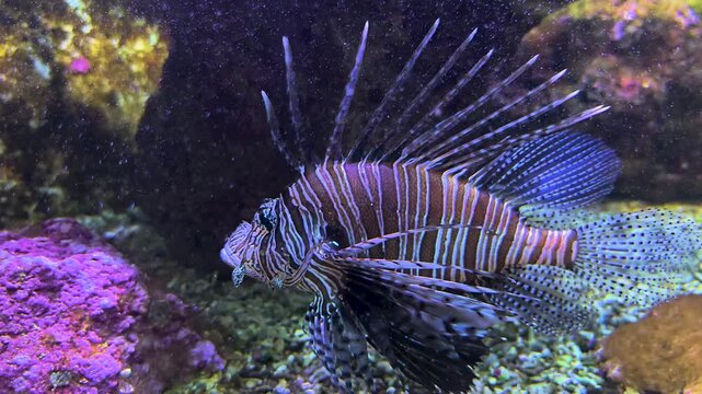 Close up of a zebra fish or lion, fire or Goby fish swimming slowly around beside a coral reef.