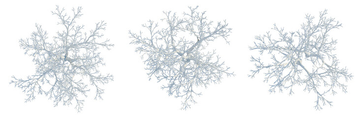 Fototapeta premium Ulmus pumila tree plan, top view, cutout, transparent background, isolate, Detailed Tree Branch Structure, Intricate Root System, Organic Pattern, Botanical Illustration
