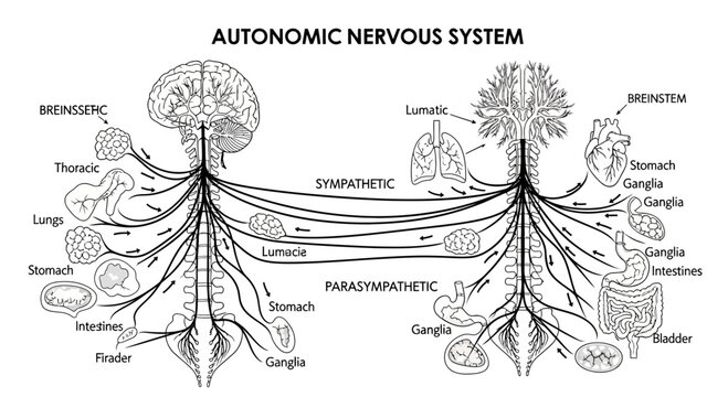 Autonomic Nervous System Diagram Showing Sympathetic and Parasympathetic Pathways