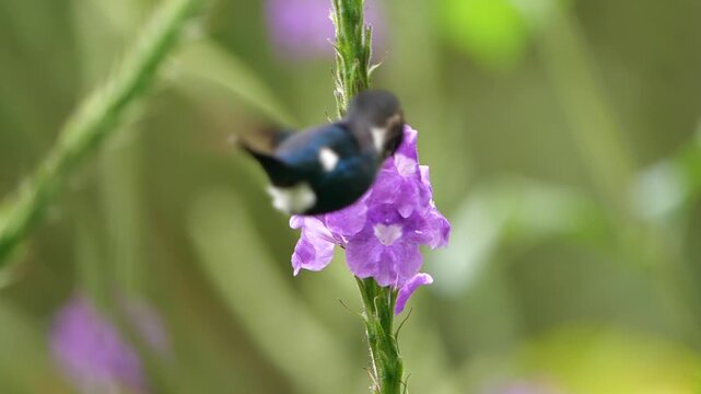 Gorgeted Woodstar Hummingbird (Chaetocercus heliodor) slow motion.feeding from a flower in montane rainforest near Rio Quijos, 1,500m elevation on the Amazonian slopes of the Andes in Ecuador.