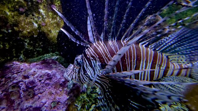Close up of a zebrafish or lion, fire or Goby fish swimming slowly around beside a coral reef.