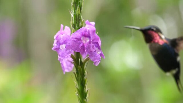 Gorgeted Woodstar Hummingbird (Chaetocercus heliodor) slow motion.feeding from a flower in montane rainforest near Rio Quijos, 1,500m elevation on the Amazonian slopes of the Andes in Ecuador.