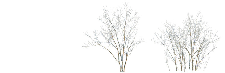 Acer negundo tree, elevation, front view, cutout, transparent background, isolate, Detailed bare tree branches, winter season, nature element, vector illustration, forest elements © DH Tree Stock