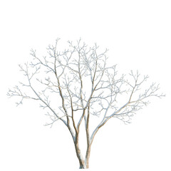Fototapeta premium Acer saccharum tree, elevation, front view, cutout, transparent background, isolate, Stylized Tree Branch Silhouette, Decorative Element for Design, Vector Illustration