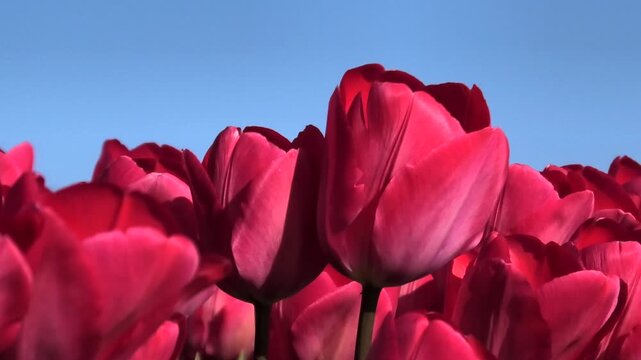 Rote Tulpen auf Tulpenfeld in Nahaufnahme, Niederlande