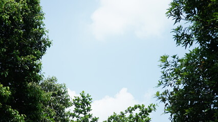 Green leaves of a tree against a blue sky background from a lower angle © Albertus