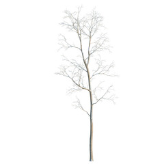 Obraz premium Alnus cremastogyne tree, elevation, front view, cutout, transparent background, isolate, Bare tree trunk close up, detailed texture, natural winter season, hd, hdri, nature, forest