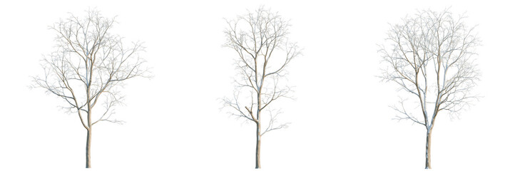 Alnus cremastogyne tree, elevation, front view, cutout, transparent background, isolate, Detailed Intricate Tree Branch Pattern, Delicate Nature Design, Winter Forest Element, Botanical Illustration © DH Tree Stock
