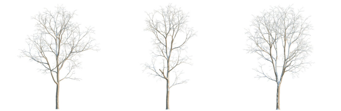Alnus cremastogyne tree, elevation, front view, cutout, transparent background, isolate, Detailed Intricate Tree Branch Pattern, Delicate Nature Design, Winter Forest Element, Botanical Illustration