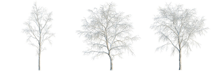 Obraz premium Betula platyphylla tree, elevation, front view, cutout, transparent background, isolate, Bare winter tree branches against a stark sky, detailed snowy twigs, frost-covered limbs, nature concept