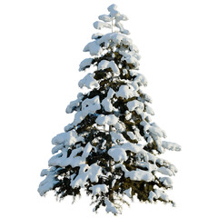 Naklejka premium Cedrus deodara tree, elevation, front view, cutout, transparent background, isolate, Snow-covered pine tree in winter forest, nature, detailed, frosty landscape, peaceful scenery