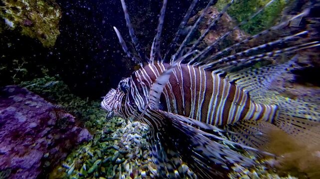 Close up of a zebrafish or lion, fire or Goby fish swimming slowly around beside a coral reef.