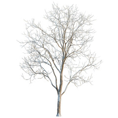 Obraz premium Melia azedarach tree, elevation, front view, cutout, transparent background, isolate, Bare tree branches on a winter day, minimalist design, natural elements, elegant illustration.
