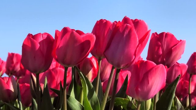 Rote Tulpen auf Tulpenfeld in Nahaufnahme, Niederlande