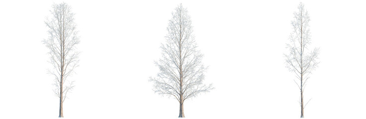 Obraz premium Metasequoia glyptostroboides tree, elevation, front view, cutout, transparent background, isolate, Bare Tree Branches Against Sky - Vector Illustration, Winter, Silhouette, Nature, Minimalist, Graphic