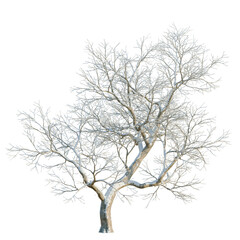 Fototapeta premium Ulmus davidiana tree, elevation, front view, cutout, transparent background, isolate, Bare Tree Branches in Winter, Detailed Texture, Natural Elements, Botanical Illustration, Minimalist Design