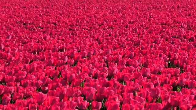 Rot bl&uuml;hendes Tulpenfeld in Holland, Bl&uuml;tenpracht im Fr&uuml;hling