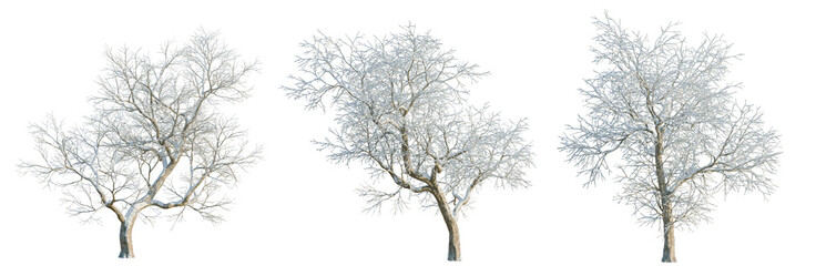 Fototapeta premium Ulmus davidiana tree, elevation, front view, cutout, transparent background, isolate, Bare winter tree branch with delicate details, perfect for seasonal designs and creative backgrounds.
