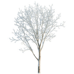 Fototapeta premium Ulmus pumila tree, elevation, front view, cutout, transparent background, isolate, Bare tree branches against a bright background, detailed texture, natural winter scene