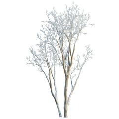 Obraz premium Ulmus pumila tree, elevation, front view, cutout, transparent background, isolate, Minimalist tree silhouette, a calming nature symbol, serene and peaceful design, zen art.