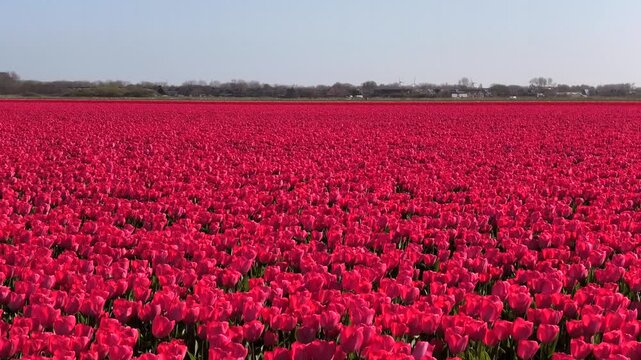 Rot bl&uuml;hendes Tulpenfeld in Holland, Bl&uuml;tenpracht im Fr&uuml;hling