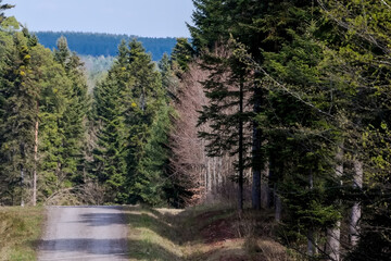 Malownicze polskie lasy – Puszcza Świętokrzyska – w wiosenny poranek. Wąska, żwirowa dróżka wije się między wysokimi drzewami, głównie zimozielonymi : sosna (Pinus) i świerk (Picea), oraz jodła Abies, © Grzegorz