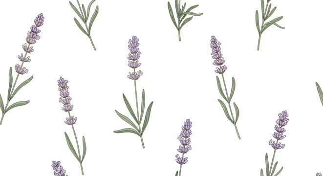 Lavender flowers and leaves on white background seamless pattern