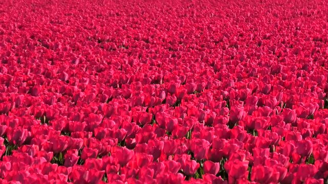 Rot bl&uuml;hendes Tulpenfeld in Holland, Bl&uuml;tenpracht im Fr&uuml;hling