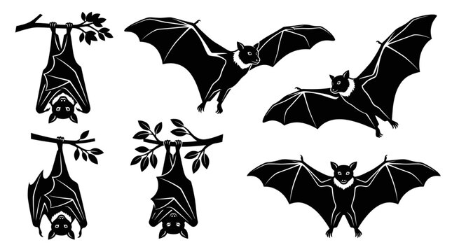 Black and white vector silhouette set of Golden-Crowned Flying Fox.
