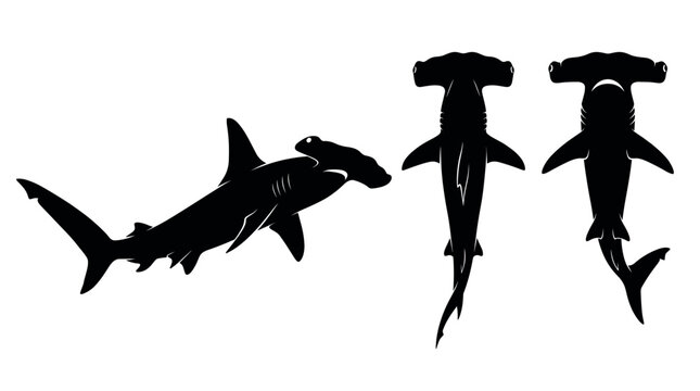 Back and white vector silhouette set of Great Hammerhead Shark