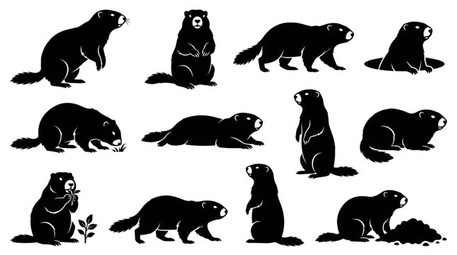 Black and white vector silhouette set of Groundhog Woodchuck