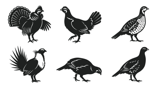 Black and white vector silhouette set of Grouse
