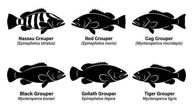 Black and white vector silhouette  set of Grouper Fish