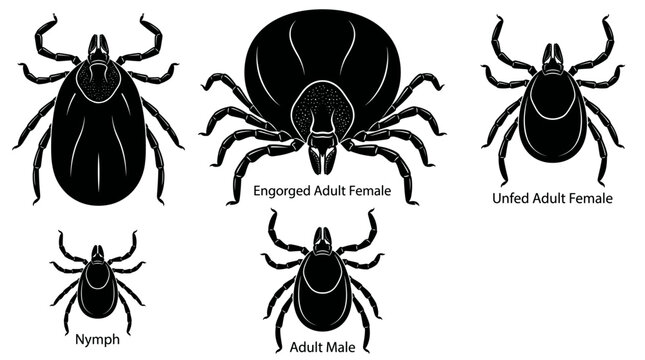 Black and white vector silhouette set of Groundhog Tick