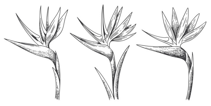 Three strelitzia blooms in refined vintage engraving drawing.