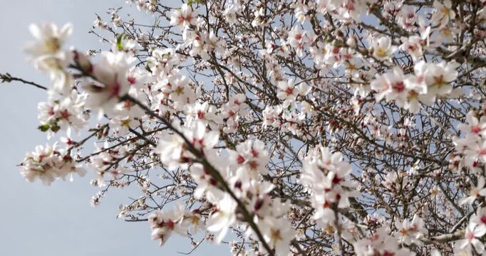Blooming almond tree in the winter 2