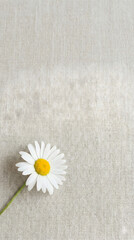 Obraz premium Minimalist floral background with white daisy on beige linen canvas, organic eco-friendly concept, top view vertical layout.
