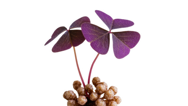 Purple shamrock plant with clover leaves and bulbs, isolated on transparent background