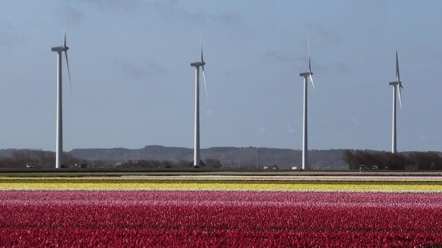 Bl&uuml;hende Tulpenfelder mit Windkraftanlagen im Hintergrund, Niederlande